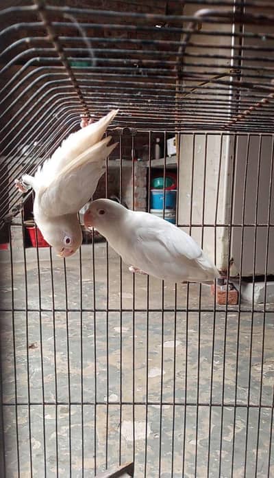 love birds Pair For sale