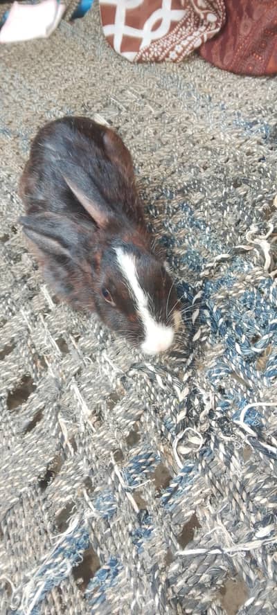 rabbit. 03174258533.