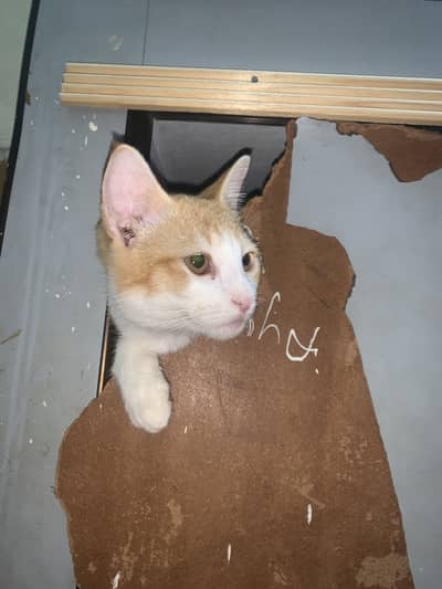 Orange kitten (for adoption)