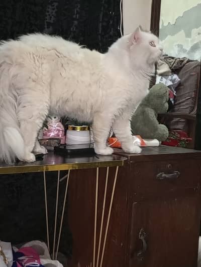 Persian Punch face heighted male cat available for sale