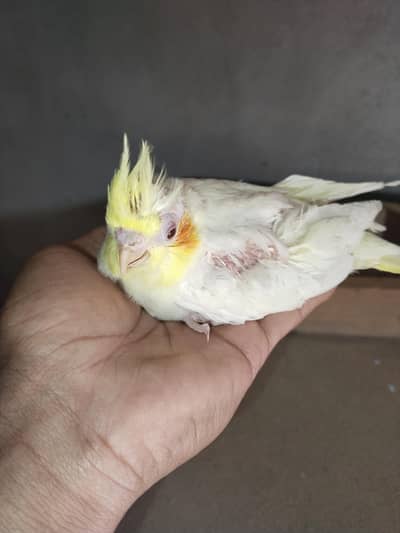 1 piece Comon withe red ayes cocktail baby for sale