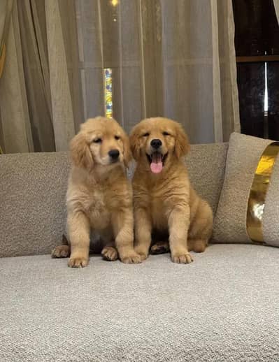 American Gold Retriever Pedigree KCP Puppies