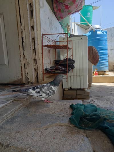 higher flying  pigeon