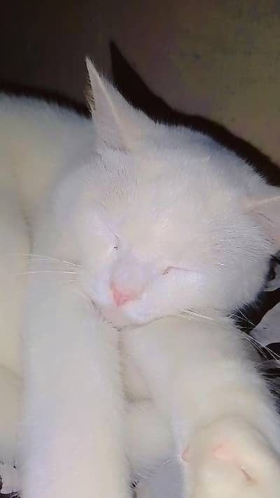 Persian Cat Single Coat