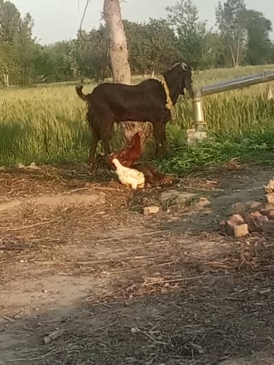 qurbani Wala Bakra Black