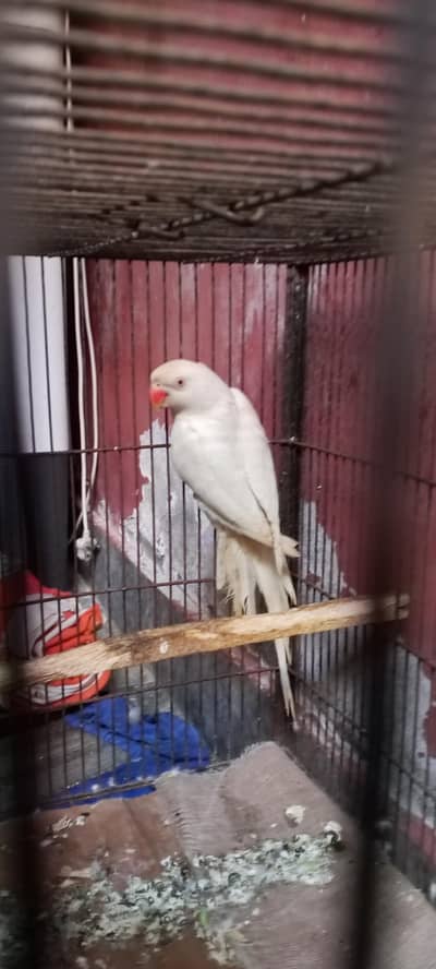 breeder female parrot  for sale