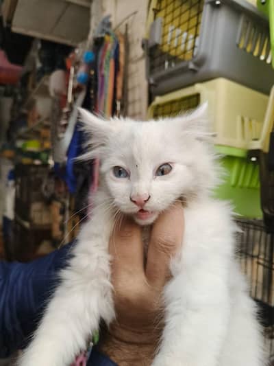 Cute Cat For Sale  Blue and Brown Eyes 