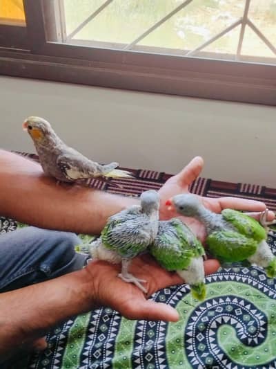 Green Ringneck & Cockatiels Babies