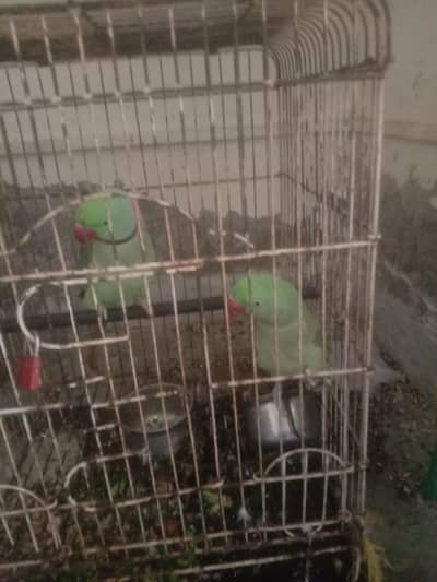 Patriot for sale pair