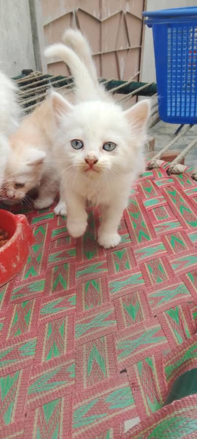 Persian kittens/Persian cat/ kittens/. Triple coated kittens for sal
