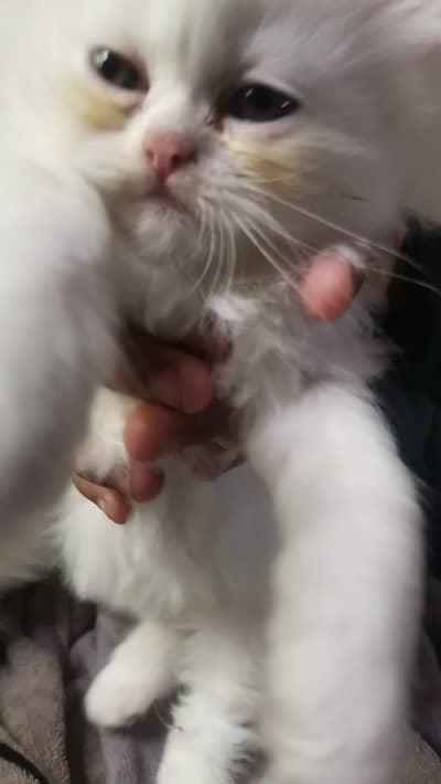 Persian cat with kitten