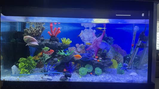 Aquarium | Tank with stand