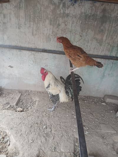 Misri Murga Golden egg lying murgi For Sale