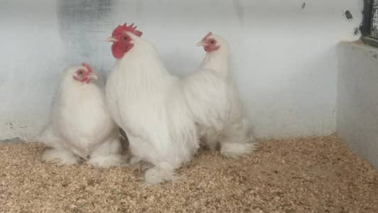 Cochin eggs,Bentum eggs /Hens /Fertile eggs