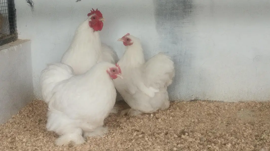 Bentum /Silver & Golden Siprite/Cochin/Heera/ eggs/Hens /Fertile eggs — photo 2