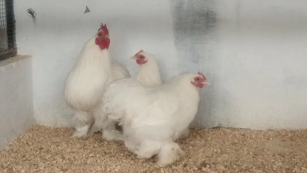 Bentum /Silver & Golden Siprite/Cochin/Heera/ eggs/Hens /Fertile eggs — photo 3