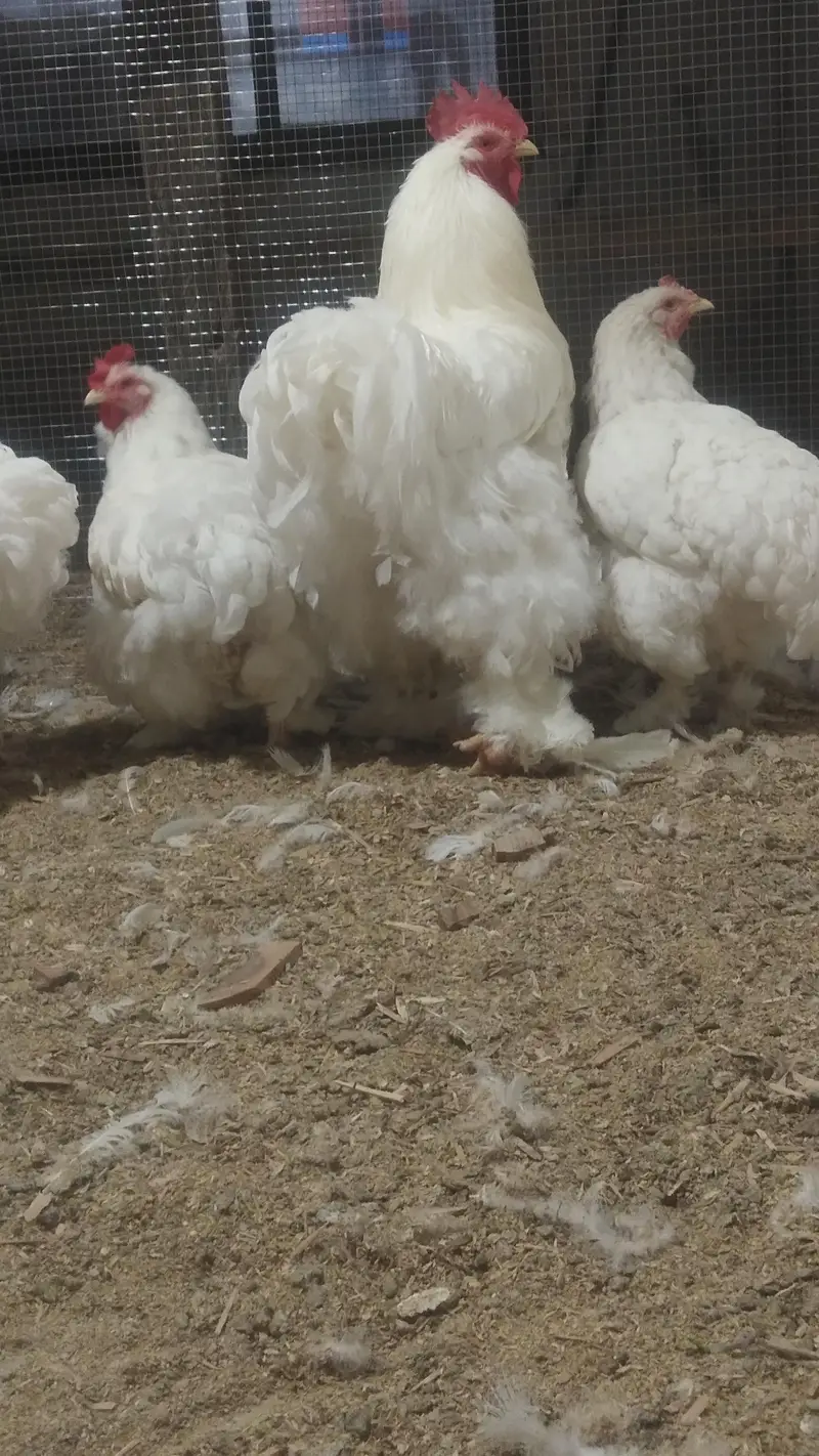 Bentum /Silver & Golden Siprite/Cochin/Heera/ eggs/Hens /Fertile eggs — photo 4