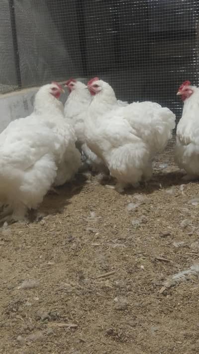 Silver & Golden Sebright/Bentum /Cochin/Heera/ eggs/Hens /Fertile eggs