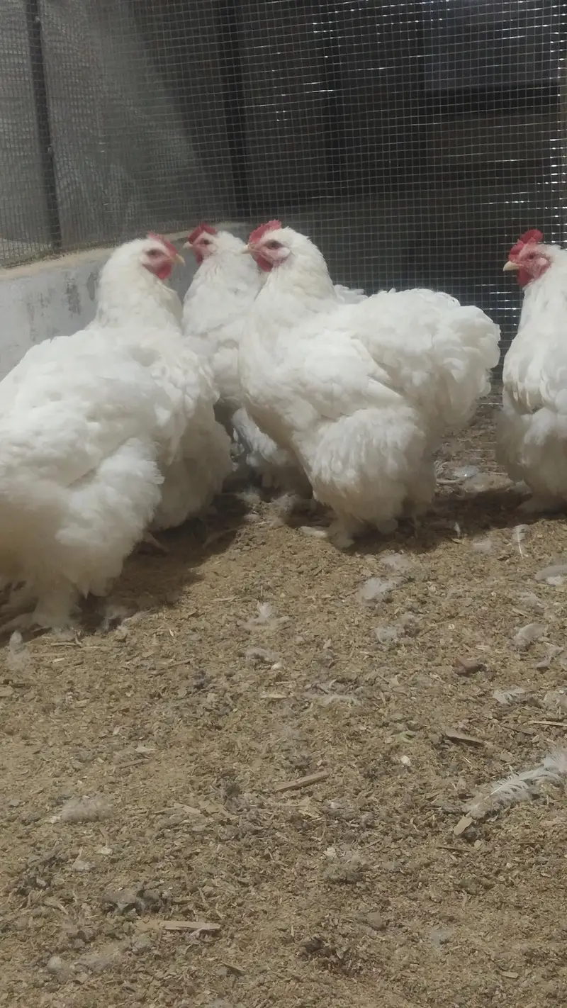 Bentum /Silver & Golden Siprite/Cochin/Heera/ eggs/Hens /Fertile eggs — photo 5