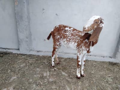 goats for sale