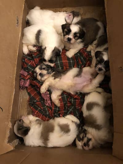 Puppies shih tzu