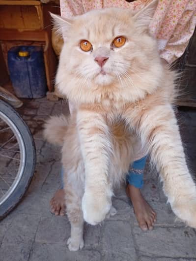 cats for sale jo bhai intrastate ho wo rabta kare