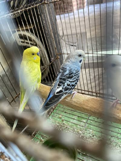 Australian parrots 4 healthy pair