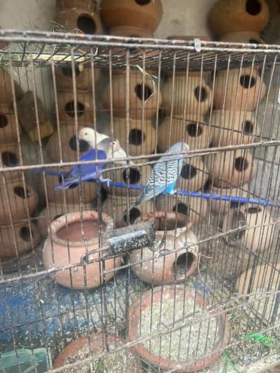 Breeder pairs 4 piece