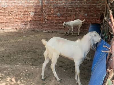 6 Bakra 2 dant for Eid 2026
