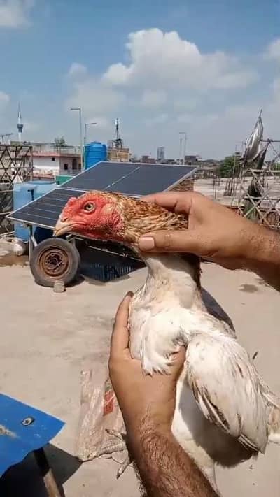 Aseel burmi female/ Aseel Shamoo  female / 1 laka kabootar pair