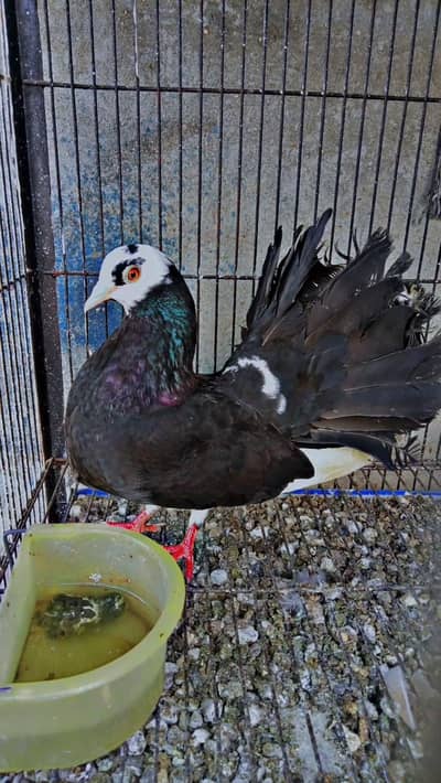 1 laka kabootar pair