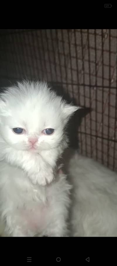 Pershion punch face kittens for sale