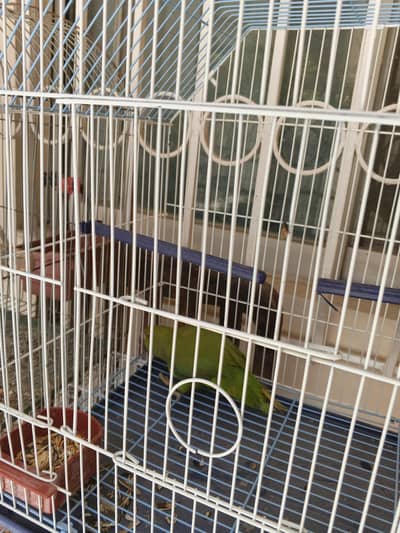 Green ring neck for sale