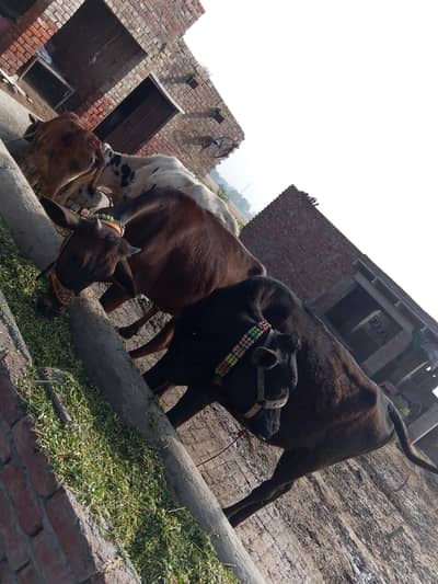 buht pyare wery 2 hen 2no cros hen abi check ni krwai