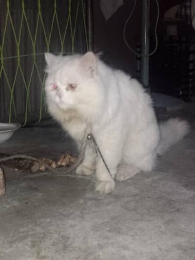 ya Billa bhot he acha ha. i