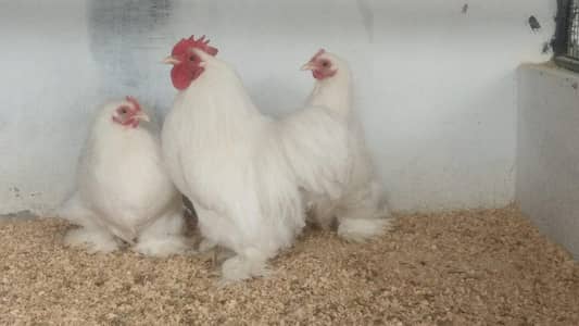 Cochin,Bentum fertile eggs/Hens/Eggs