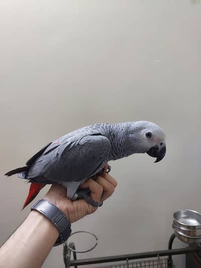 African Grey Parrot fully hand tameed female