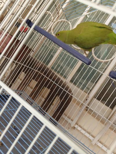 Green Ring Neck Parrot