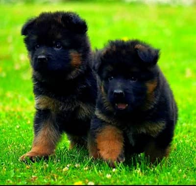 German Shepherd pair for sale