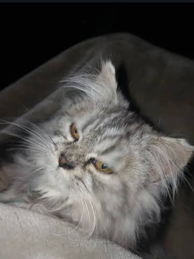 Heart shaperd persian rare color kitten