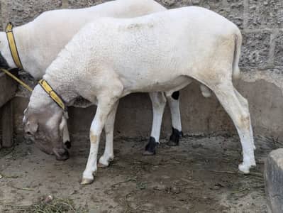 Sheep / Dumbey for sale 03195943144