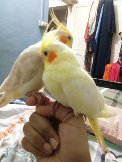 Hand temp 2 pairs.     zero 3 two 33 600 855