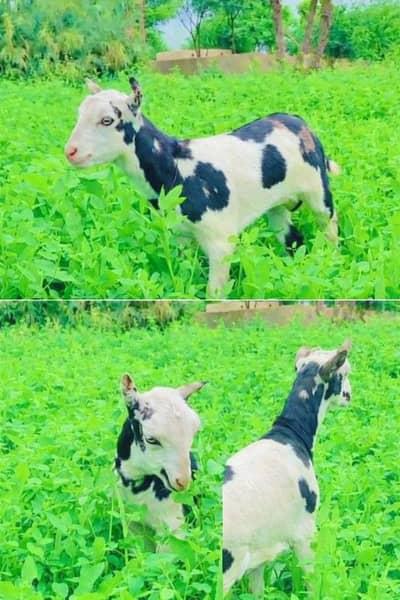 High Quality Teddy Shera Print Bakra | Premium  Bloodline | 35 Days