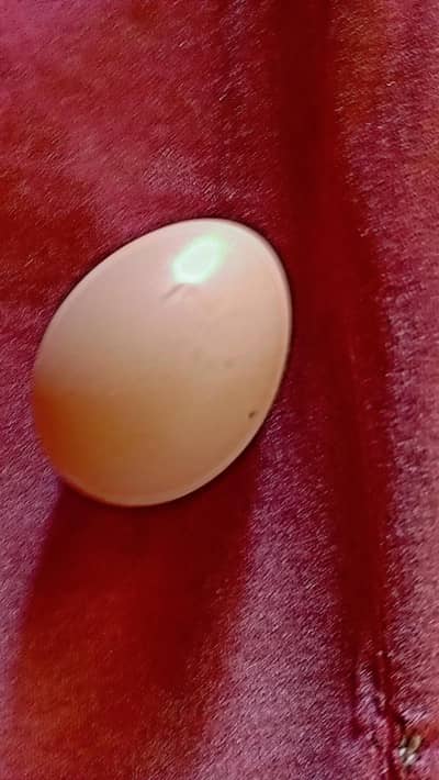 blue buff fertile eggs