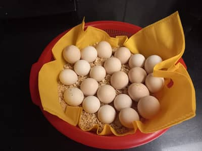 Pure Desi Eggs / Non Fertile Eggs Of Lohamann  black / organic egg