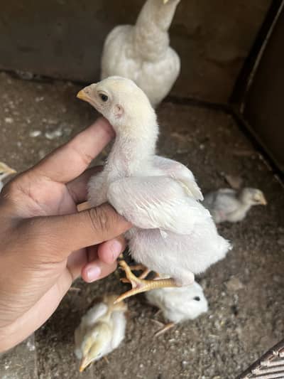 Aseel chicks