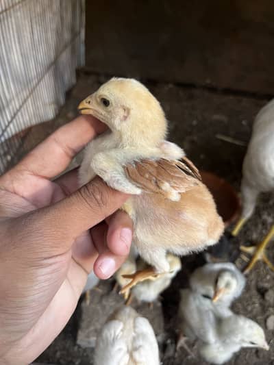 Aseel chicks