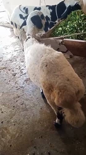 Two Dumba – Perfect for Qurbani 2026 in just 90k