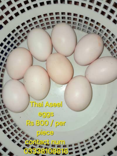Aseel thai eggs 