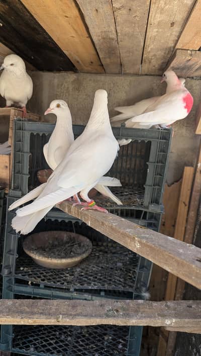 Patti waly breeder pair